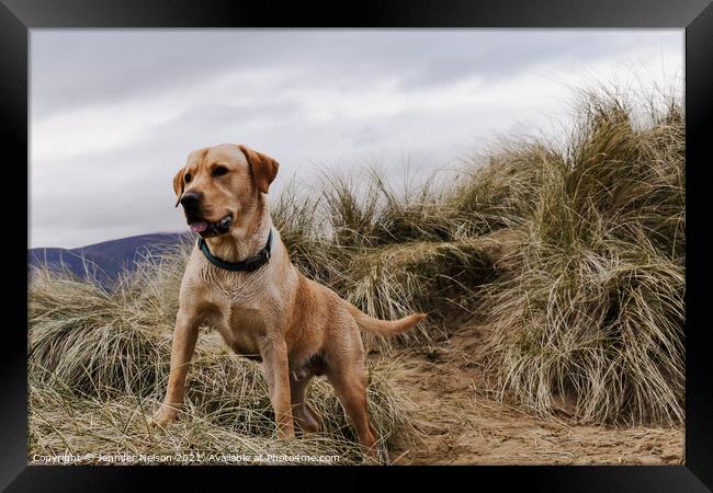 A Golden Labrador at Murlough Beach  Framed Print by Jennifer Nelson