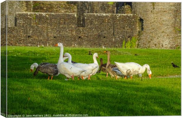 Geese in front of Caerphilly Castle  Canvas Print by Jane Metters