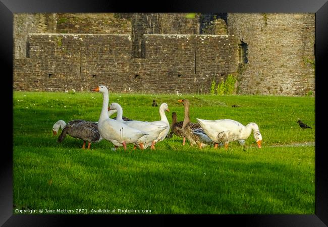 Geese in front of Caerphilly Castle  Framed Print by Jane Metters