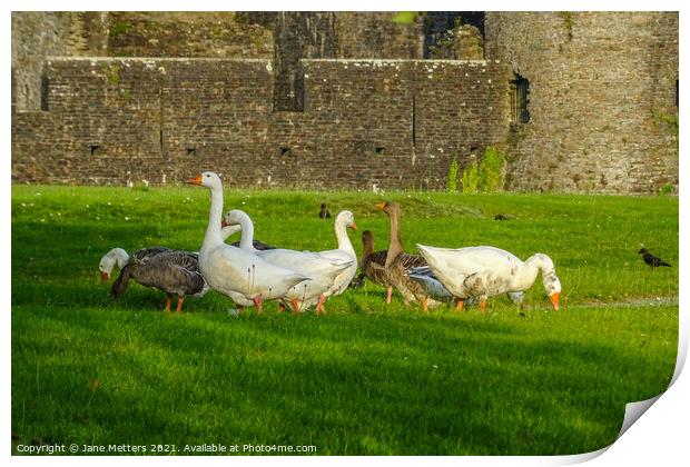 Geese in front of Caerphilly Castle  Print by Jane Metters