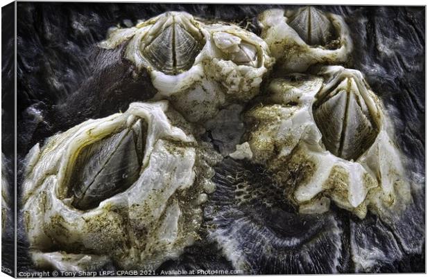 BARNACLES ON MUSSEL SHELL Canvas Print by Tony Sharp LRPS CPAGB