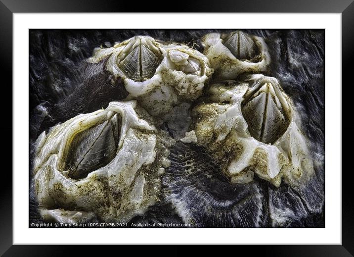 BARNACLES ON MUSSEL SHELL Framed Mounted Print by Tony Sharp LRPS CPAGB