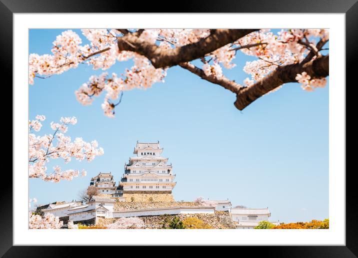 Himeji castle with cherry blossoms Framed Mounted Print by Sanga Park