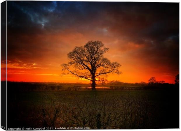 Single Tree at Dusk Canvas Print by Keith Campbell