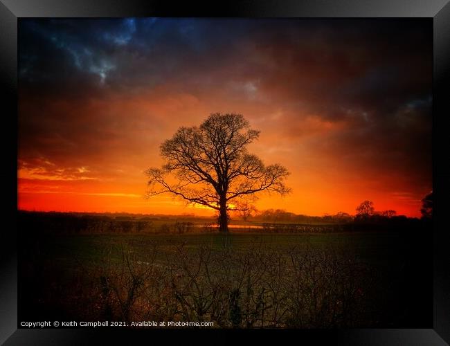 Single Tree at Dusk Framed Print by Keith Campbell