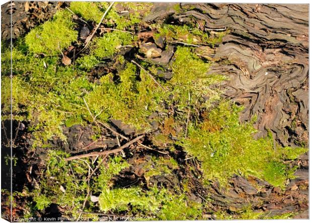 Tree Bark and Moss Canvas Print by Kevin Plunkett