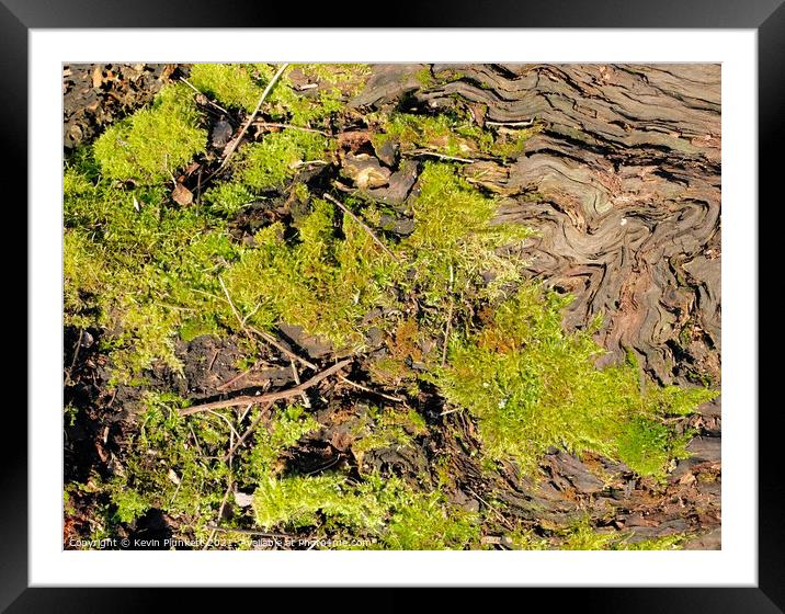 Tree Bark and Moss Framed Mounted Print by Kevin Plunkett