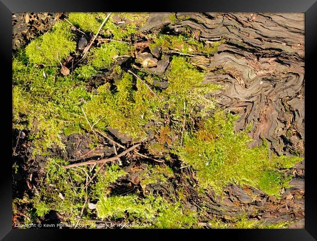 Tree Bark and Moss Framed Print by Kevin Plunkett
