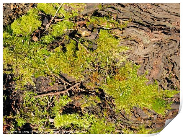Tree Bark and Moss Print by Kevin Plunkett