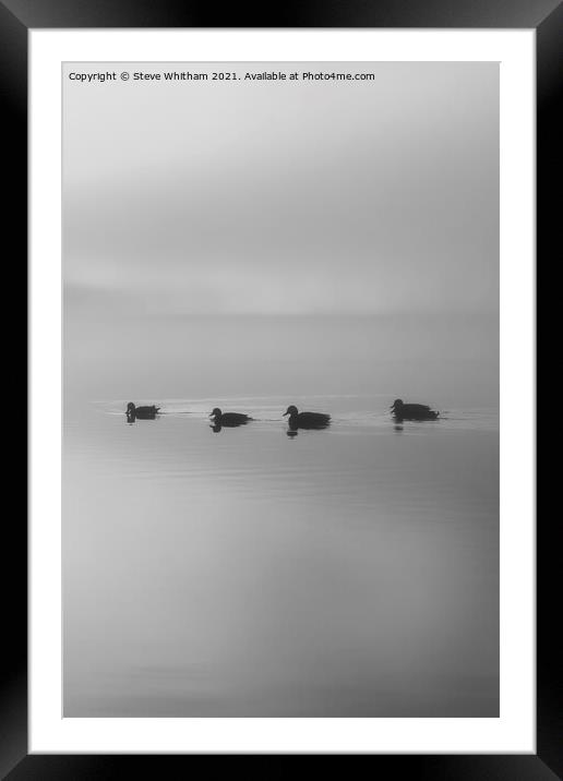 Putting your ducks in a row. Framed Mounted Print by Steve Whitham