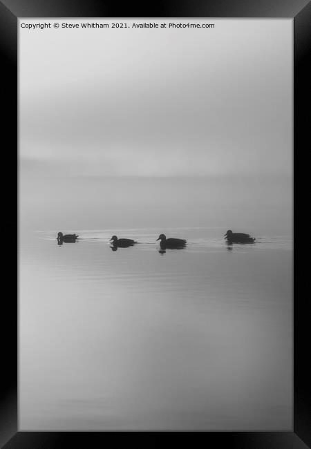 Putting your ducks in a row. Framed Print by Steve Whitham