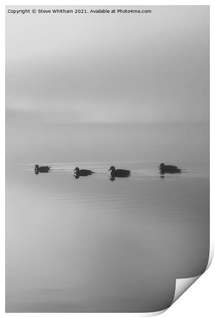 Putting your ducks in a row. Print by Steve Whitham