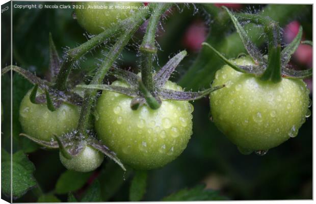 Green Tomatoes Canvas Print by Nicola Clark