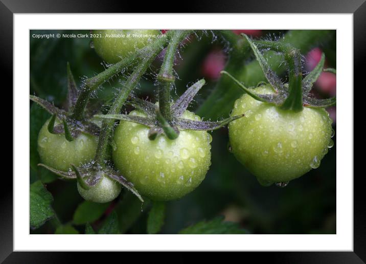 Green Tomatoes Framed Mounted Print by Nicola Clark