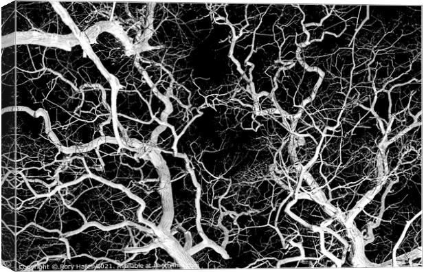 Tree Branches Canvas Print by Rory Hailes