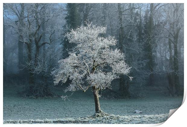 Sunlit tree with winter hoar frost  Print by Simon Johnson