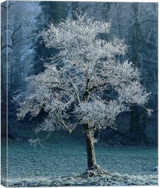 Tree with hoar frost Canvas Print by Simon Johnson