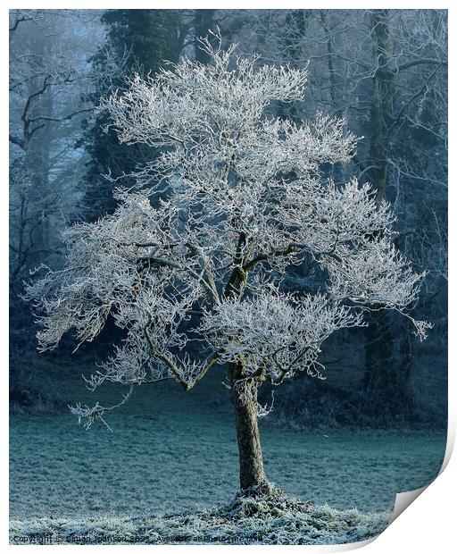 Tree with hoar frost Print by Simon Johnson