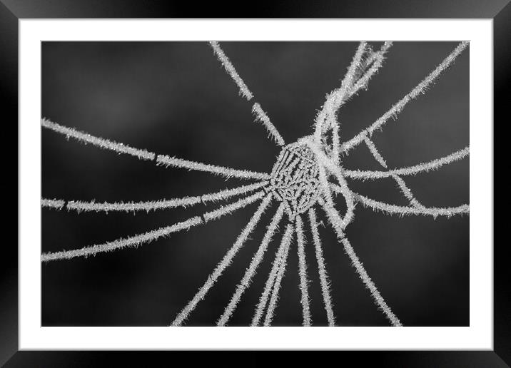Frozen Spiderweb Framed Mounted Print by Wendy Williams CPAGB