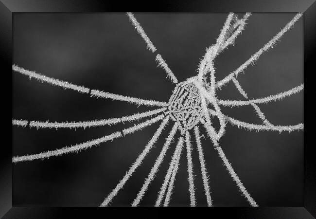 Frozen Spiderweb Framed Print by Wendy Williams CPAGB