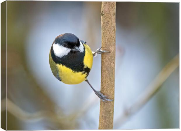 Great tit on a branch Canvas Print by Vicky Outen