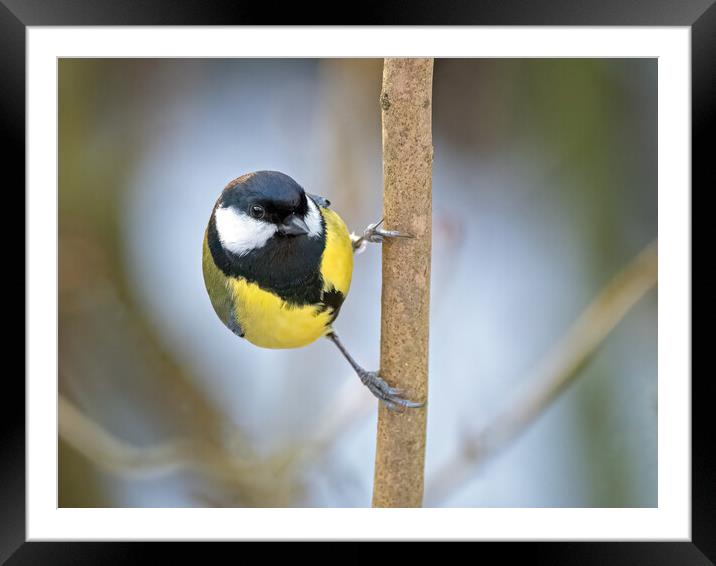 Great tit on a branch Framed Mounted Print by Vicky Outen