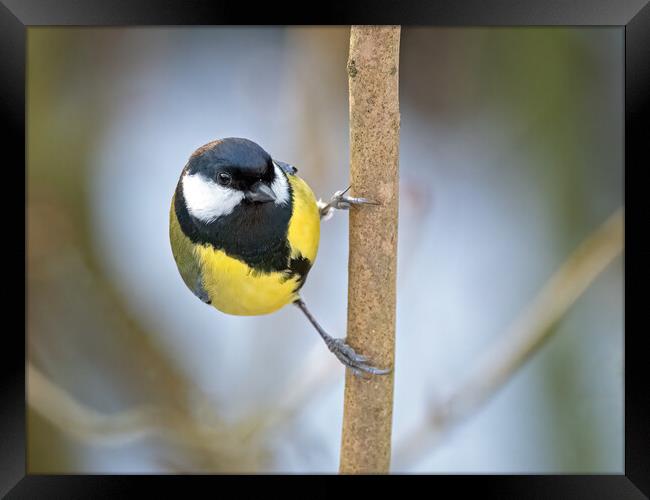 Great tit on a branch Framed Print by Vicky Outen