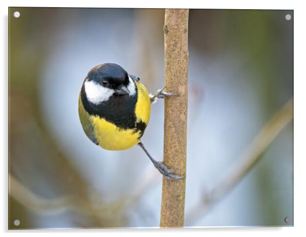 Great tit on a branch Acrylic by Vicky Outen