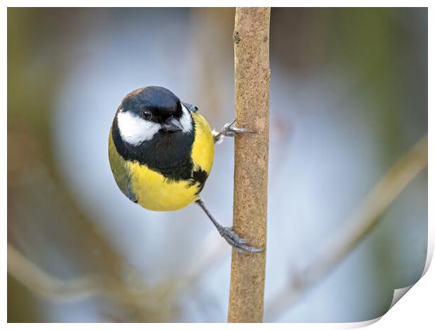 Great tit on a branch Print by Vicky Outen