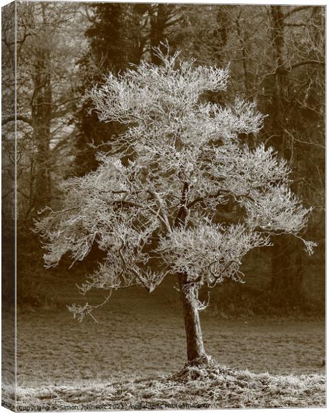 Frosted winter tree Canvas Print by Simon Johnson