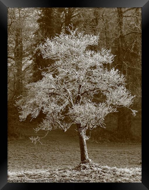 Frosted winter tree Framed Print by Simon Johnson