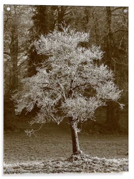 Frosted winter tree Acrylic by Simon Johnson