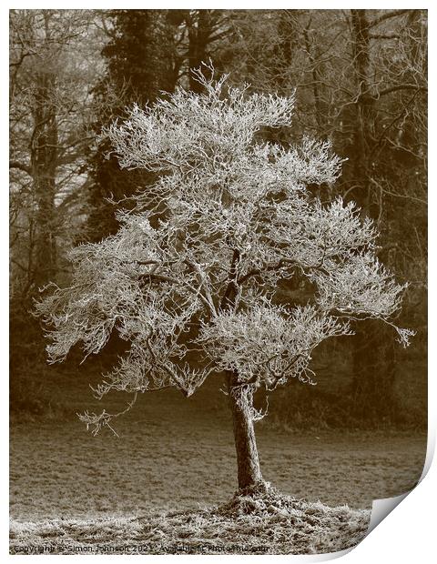 Frosted winter tree Print by Simon Johnson