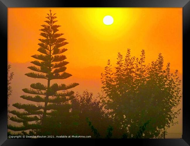 Mystic Sunrise Norfolk Pines Chromatic Hues Framed Print by Deanne Flouton