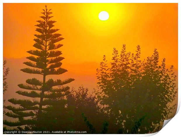 Mystic Sunrise Norfolk Pines Chromatic Hues Print by Deanne Flouton