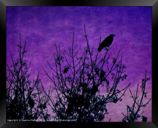 Raven Surveying Purple Sky Framed Print by Deanne Flouton