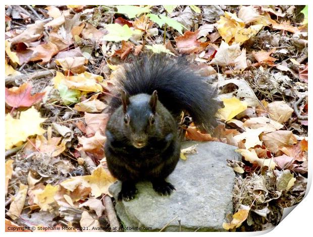 Squirrel on a rock Print by Stephanie Moore