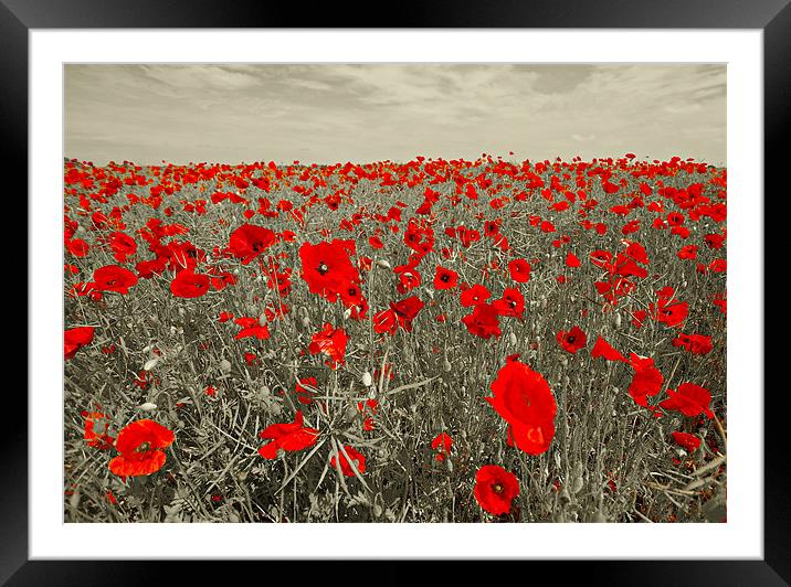 Red Poppies Framed Mounted Print by R K Photography