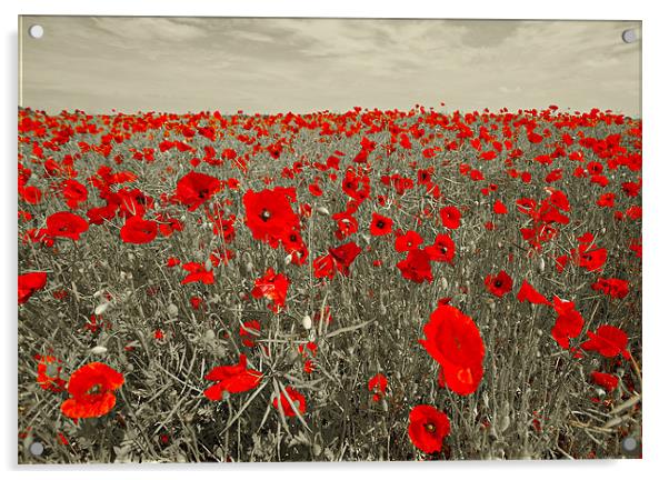 Red Poppies Acrylic by R K Photography