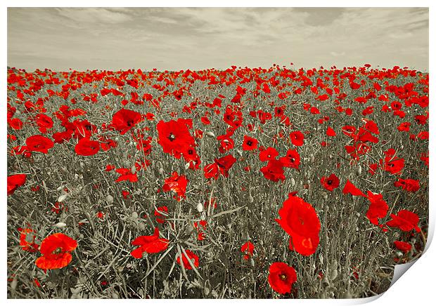 Red Poppies Print by R K Photography