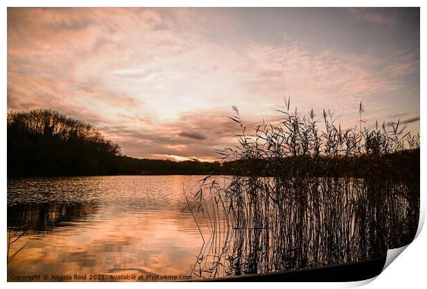 Sunrise and Reeds Print by Reidy's Photos
