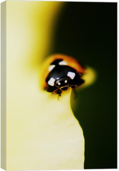 ladybird Canvas Print by rachael hardie