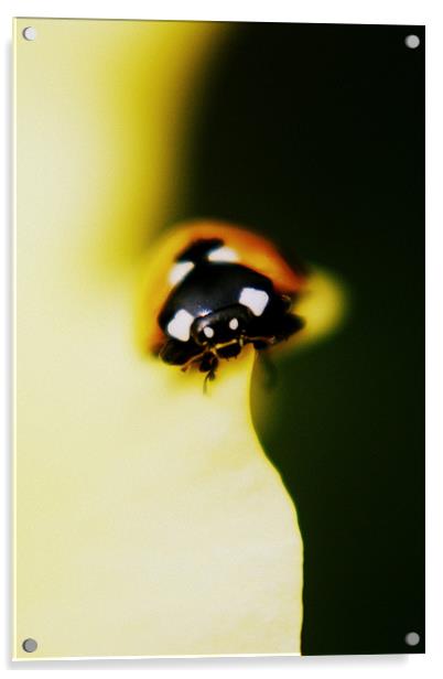 ladybird Acrylic by rachael hardie