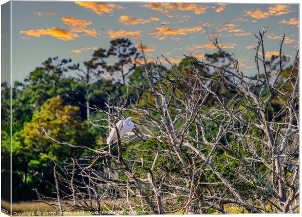 Egret in Tree at Dusk Canvas Print by Darryl Brooks