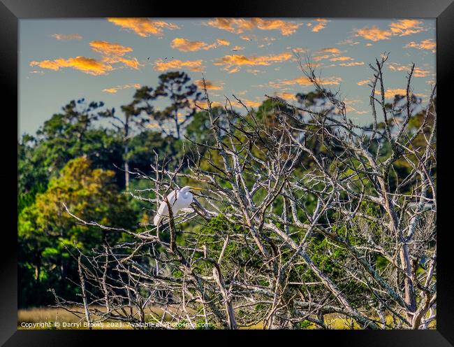 Egret in Tree at Dusk Framed Print by Darryl Brooks