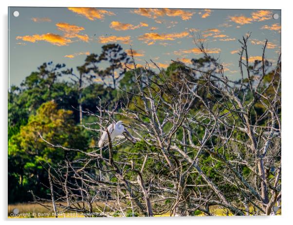 Egret in Tree at Dusk Acrylic by Darryl Brooks