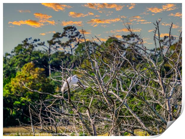 Egret in Tree at Dusk Print by Darryl Brooks