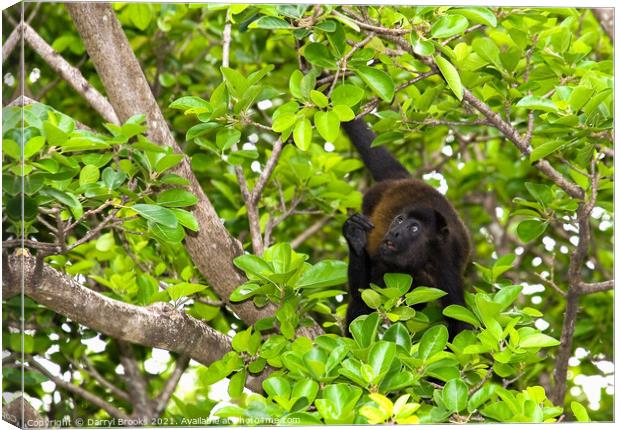 Monkey in Tree Looking Up  in Costa Rica Canvas Print by Darryl Brooks