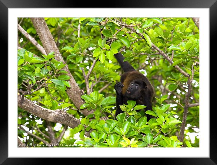 Monkey in Tree Looking Up  in Costa Rica Framed Mounted Print by Darryl Brooks