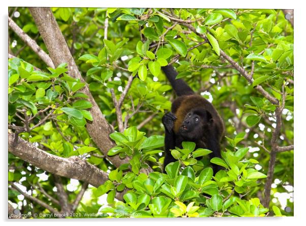 Monkey in Tree Looking Up  in Costa Rica Acrylic by Darryl Brooks